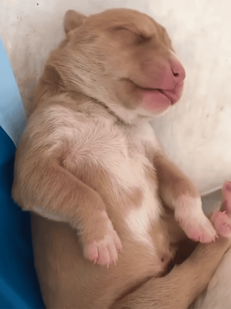 Adorable newborn puppy sleeping peacefully.