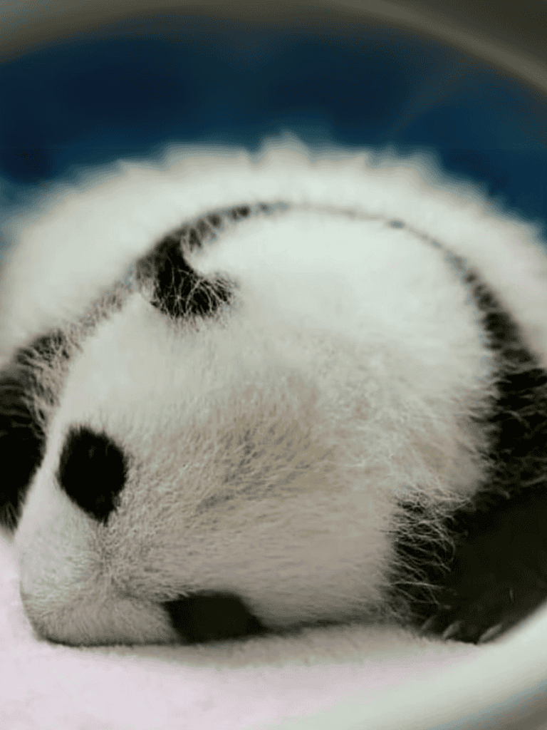Close-up of a peaceful, adorable puppy sleeping soundly on a soft surface.
