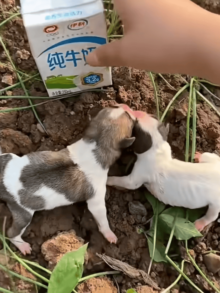 Adorable puppies sharing milk from a carton in a natural setting.
