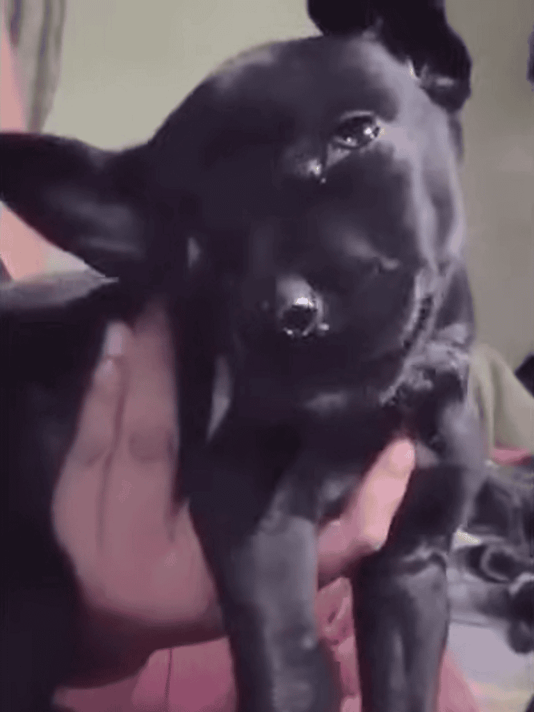 Adorable black dog with big ears, smiling and sitting on a person's lap. Perfect for dog lovers and pet care.