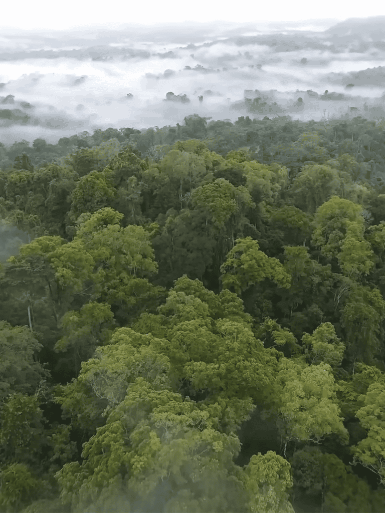 Aerial view of vibrant green rainforest with foggy sky, emphasizing nature and conservation.