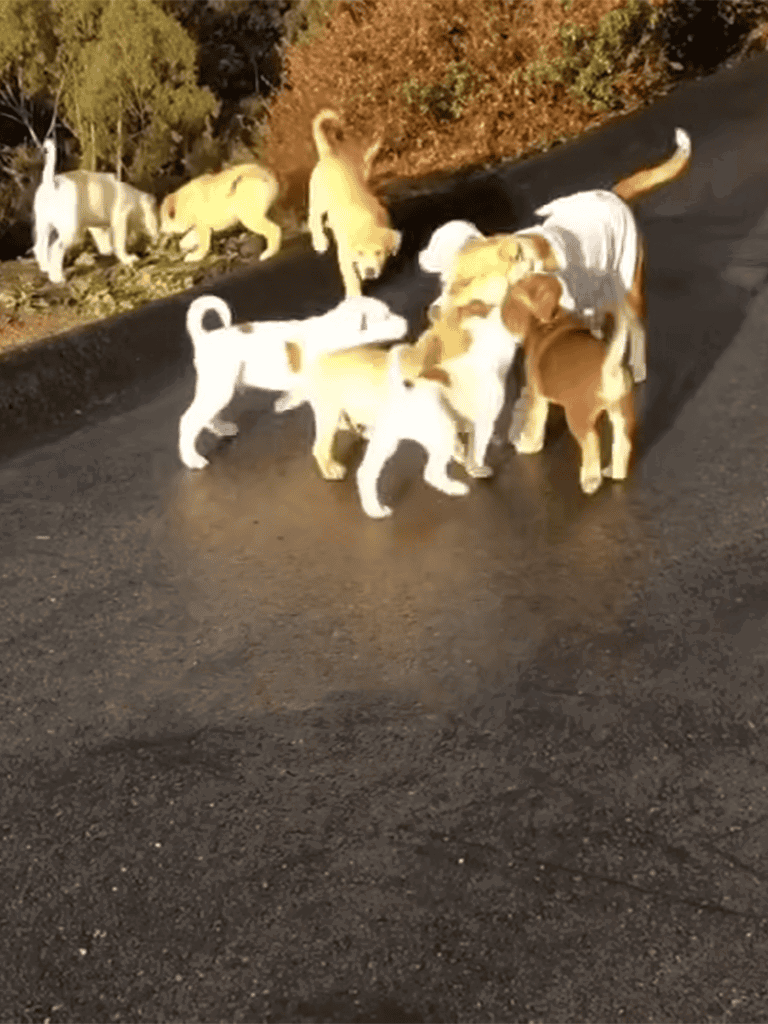 Adorable puppies interacting, playing on pavement outdoors in a natural setting.