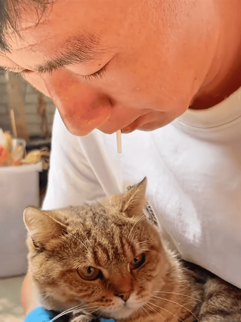 Close-up of a person gently holding a brown tabby cat, showing affection and care.