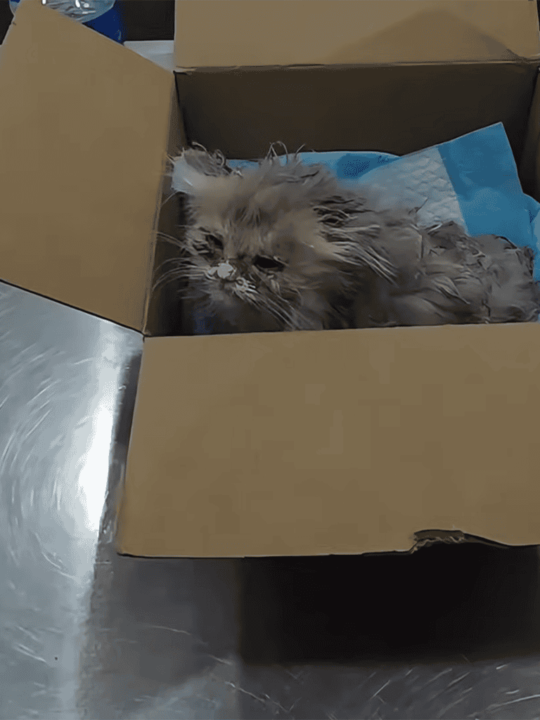 Gray long-haired cat in a cardboard box with a blue absorbent pad, looking sleepy and cozy.