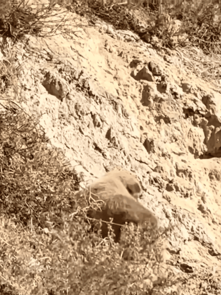 Dog exploring rocky outdoor terrain, rugged landscape perfect for hiking, adventure, and nature walks.