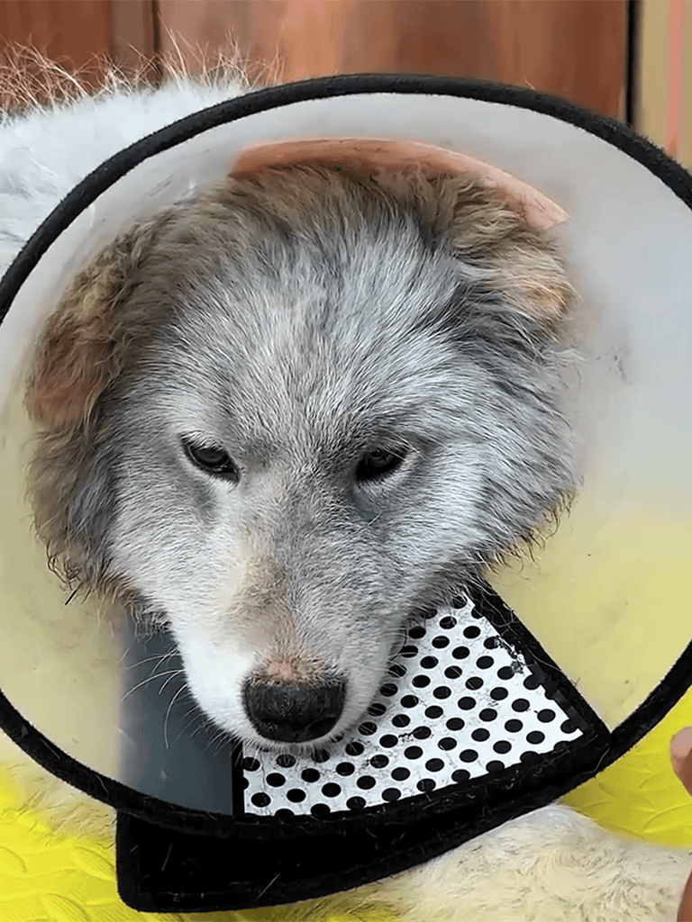 Adorable puppy wearing a protective cone after vet visit.