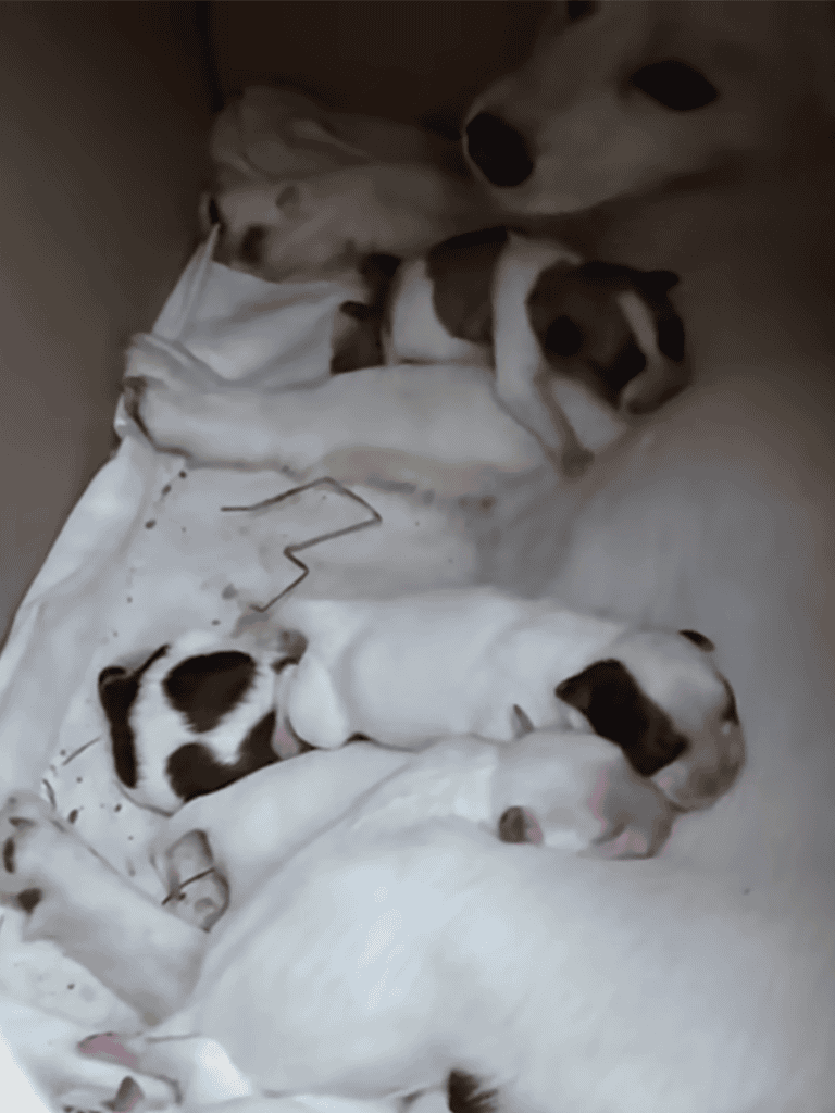 Adorable puppies sleeping in box, young dogs with spots, peaceful and cozy moment.