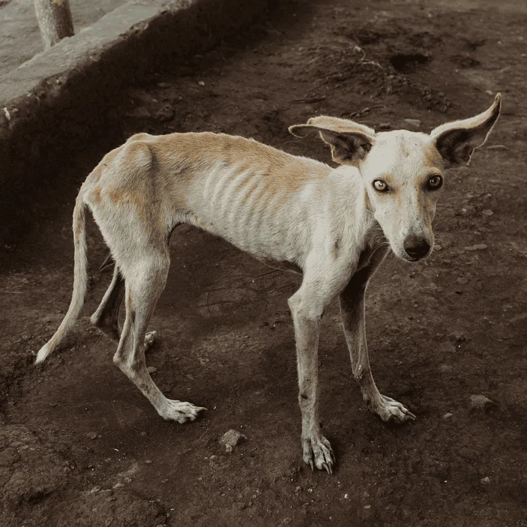 A young wild dog with a slender body and alert expression standing on dirt.