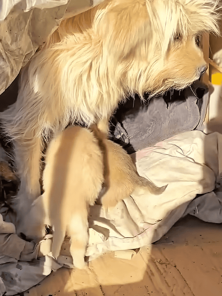 Adorable Golden Retriever with a tiny puppy playing on a soft dog bed at home.