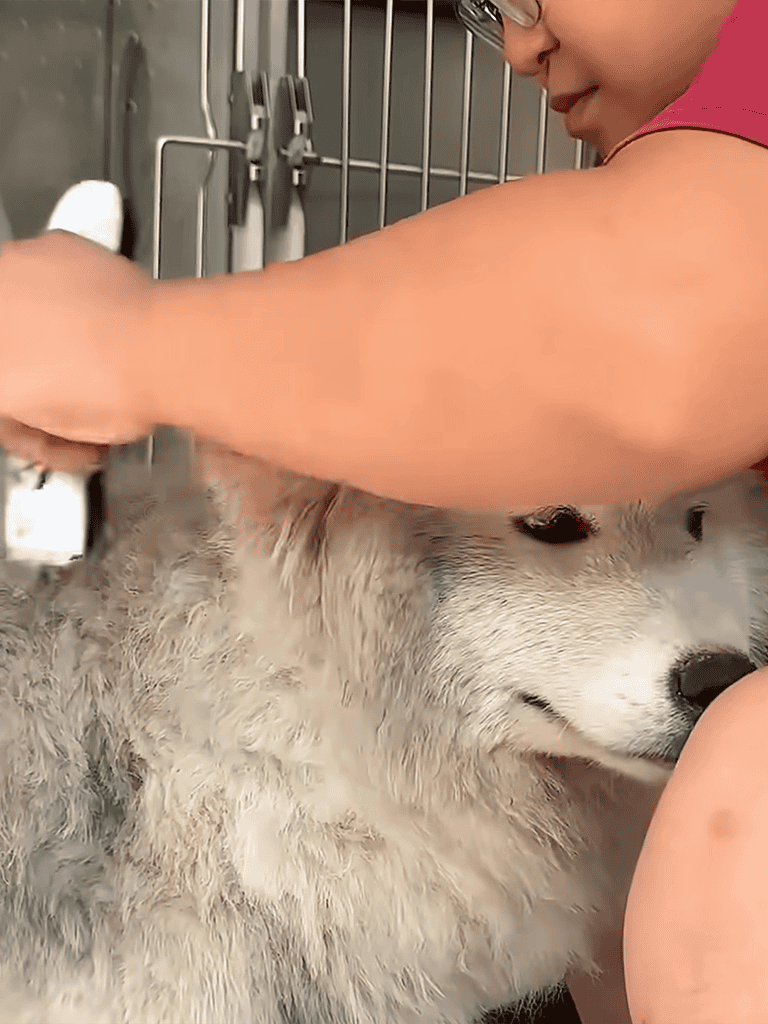 Close-up of dog grooming with a brush in a kennel setting.