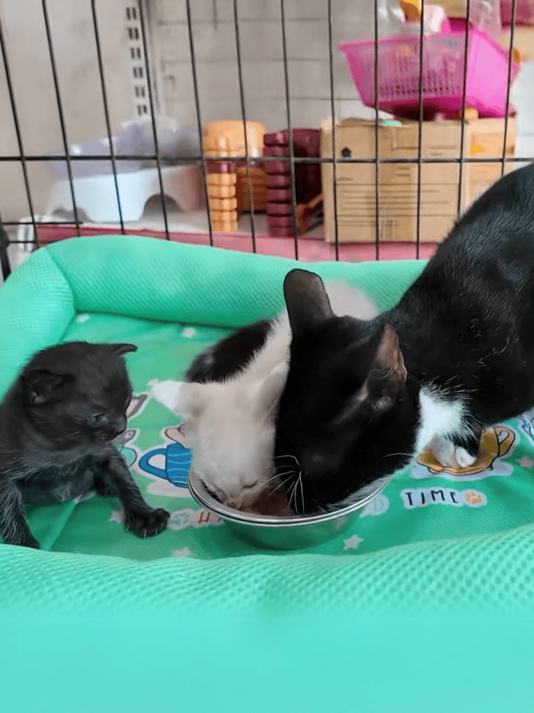 Adopt, care, pet, feline, kittens, cat feeder, pet nutrition.