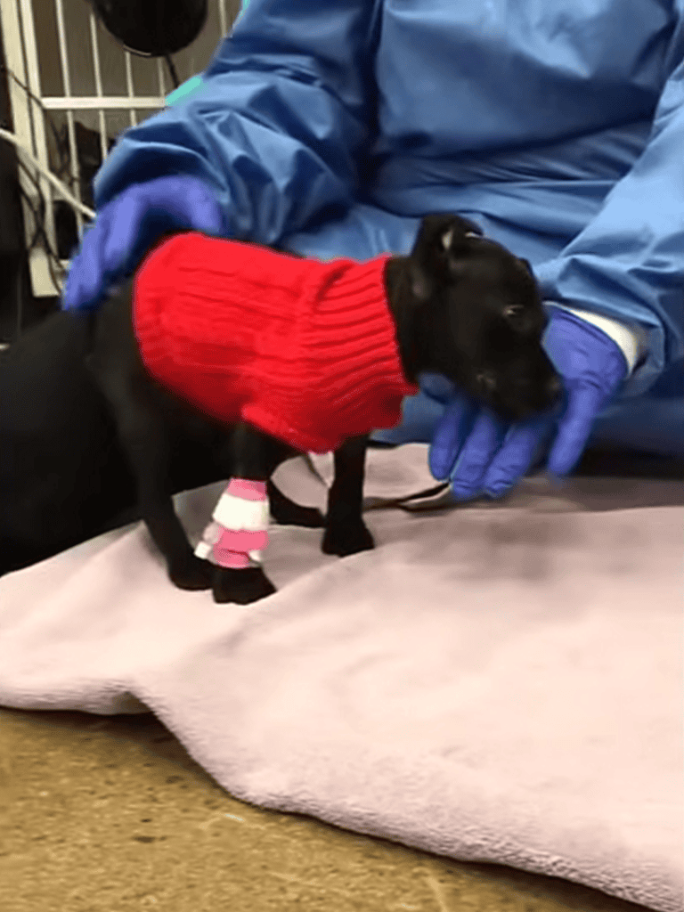 Adorable puppy wearing a red sweater gets care from shelter staff.