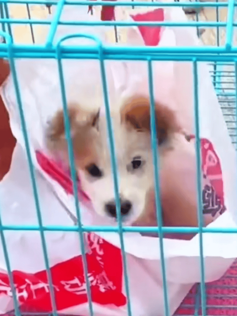 Cute puppy in a shopping cart with a red bandana, ready for adoption or pet store visit.