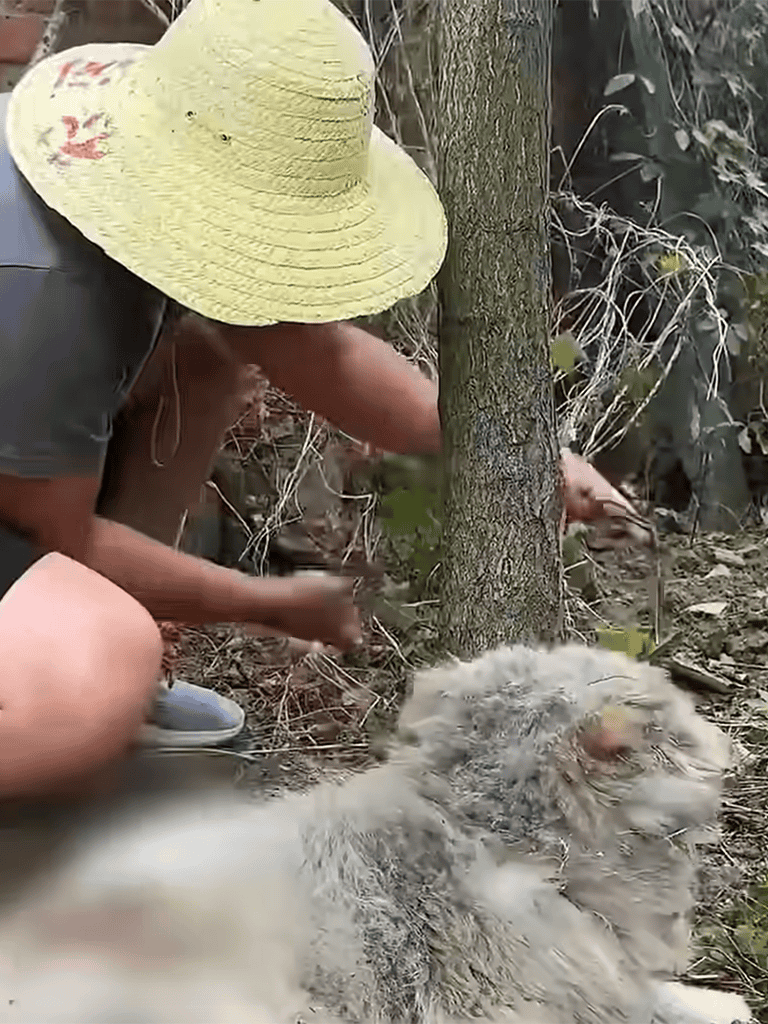 Pet-friendly gardening and plant care by animals.