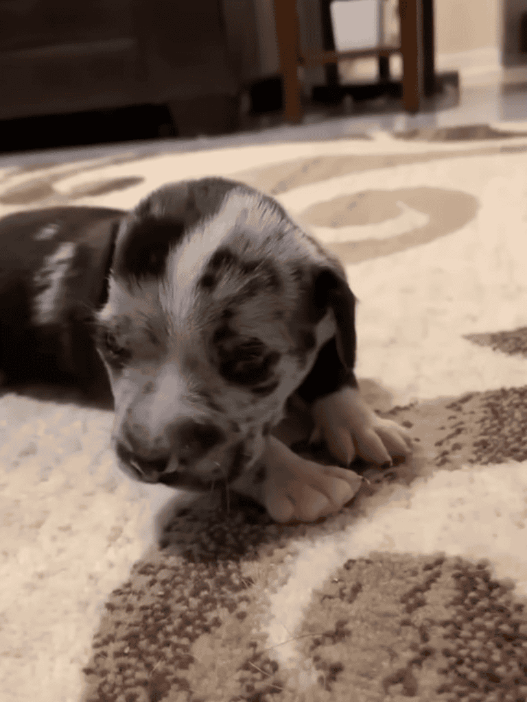 Cute merle-patterned puppy resting on soft area rug.