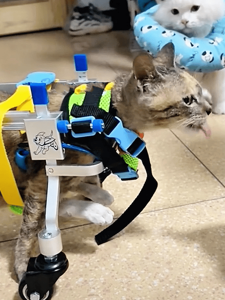 Adorable cat using mobility assistance device with wheelchair.