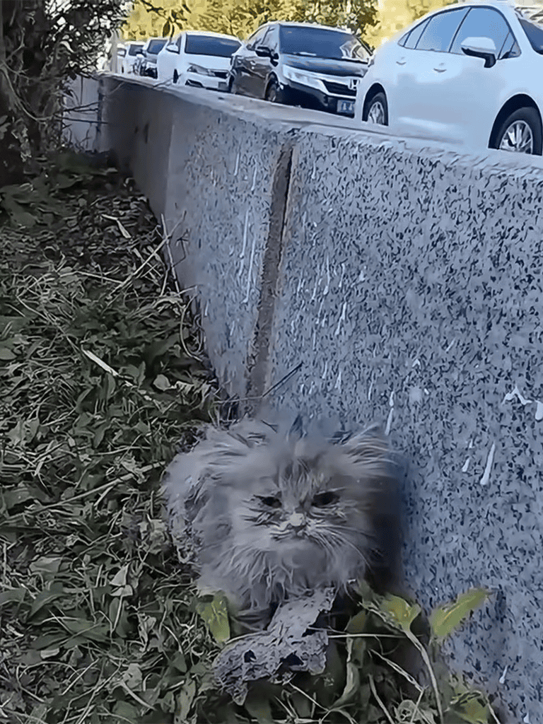 Feral gray tabby cat lying on ground near concrete barrier in outdoor setting.