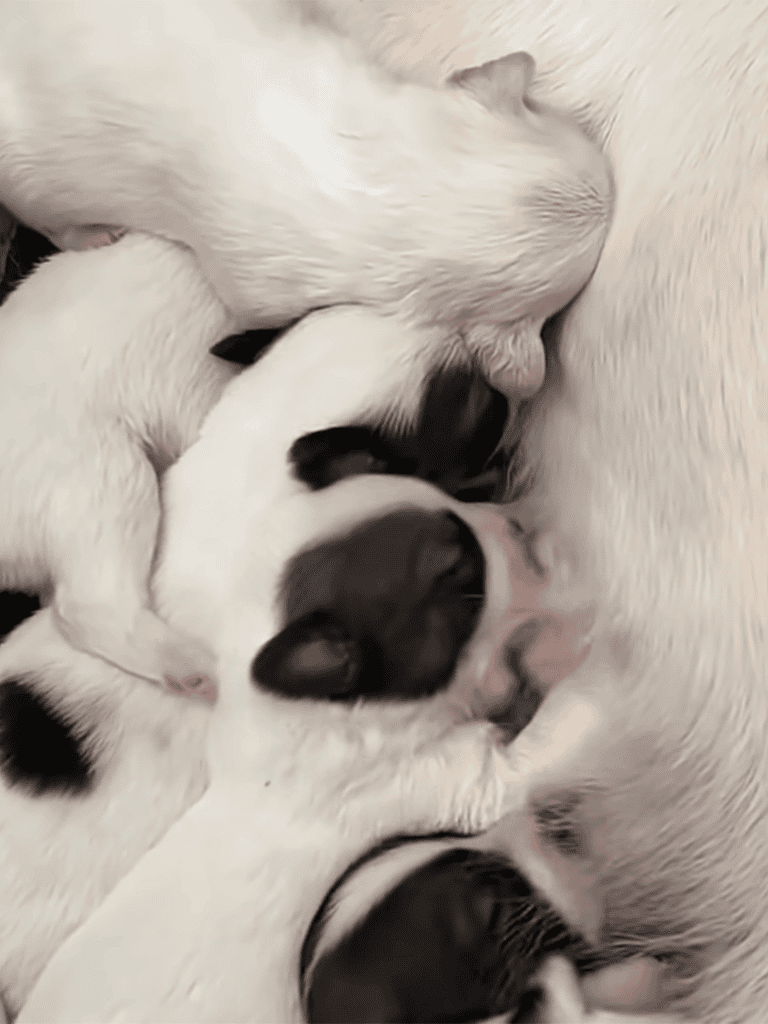 Adorable puppies nursing on their mother, promoting healthy growth and early bonding.