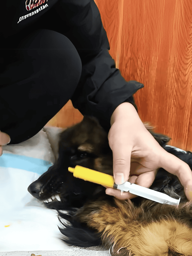 Alt text: Veterinarian administering emergency dental treatment to a dog in urgent care.