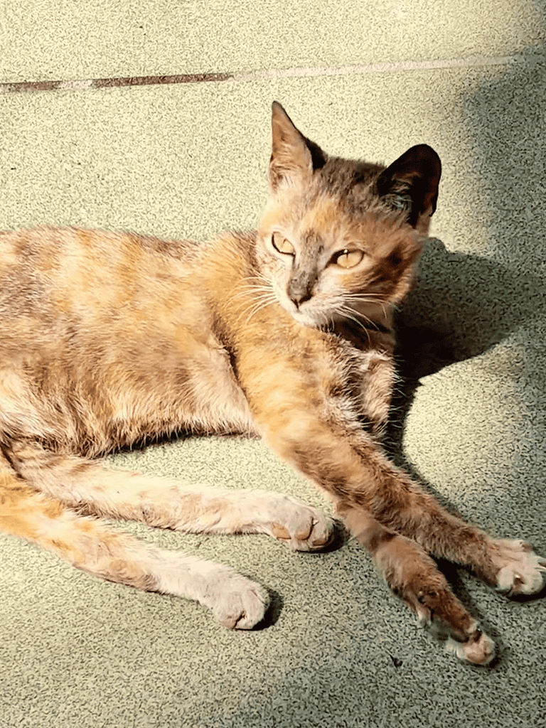 Adorable tortoiseshell cat lying on a sunlit outdoor surface.
