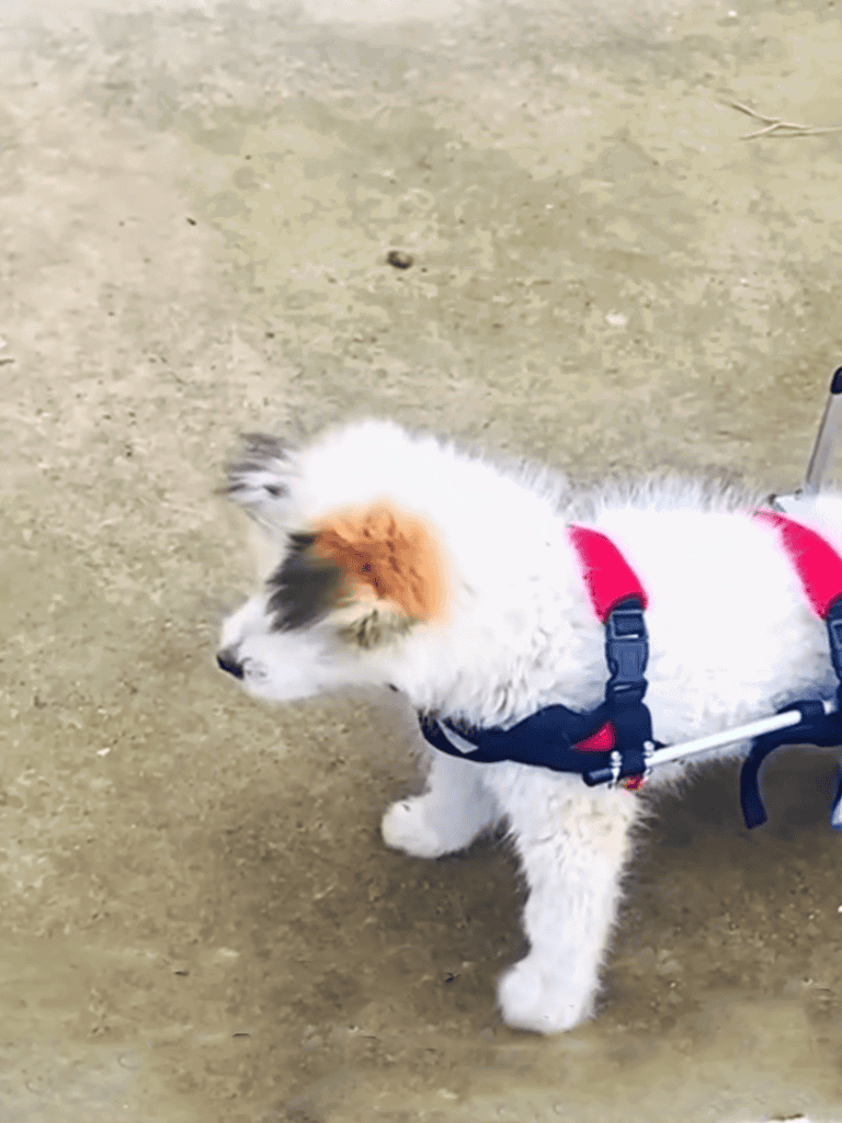 Adorable puppy in a red and black harness with mobility assistance on a sandy surface.