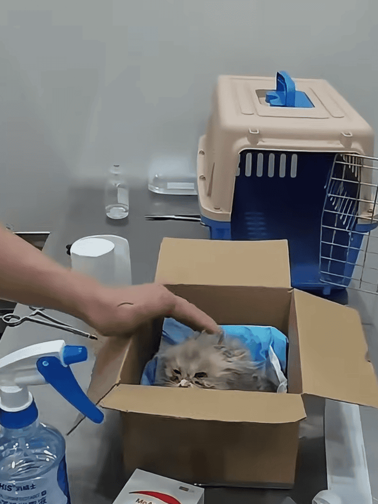 Pet Cat in Carrier for Veterinary Visit.