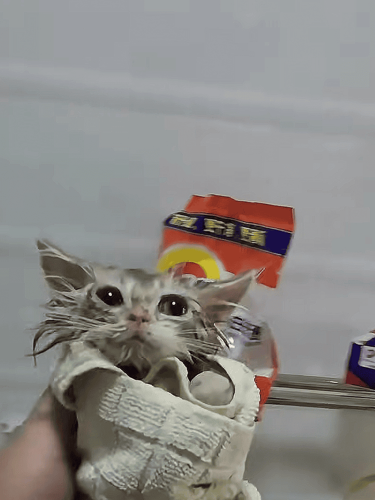 Adorable wet cat wrapped in cloth, with snack packages behind on a plain background.