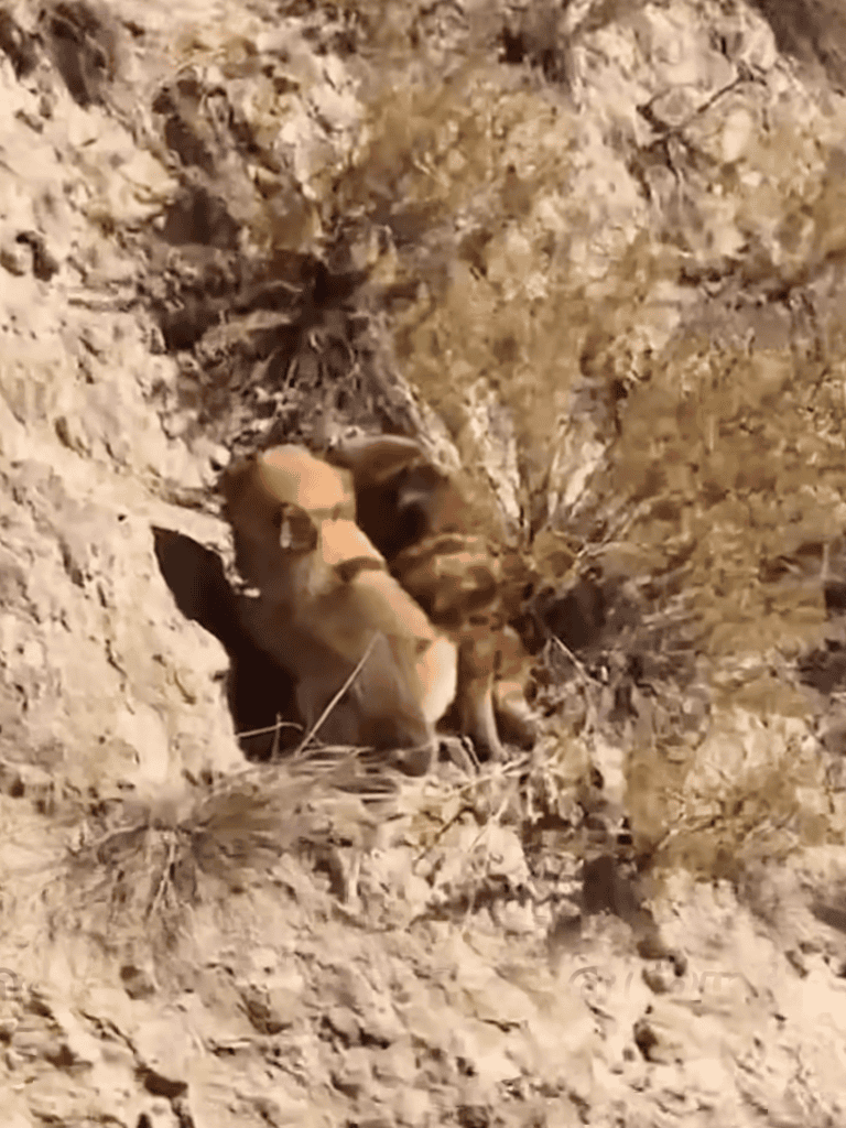 Adorable puppies digging in the dirt outdoors, showing playful and curious behavior.