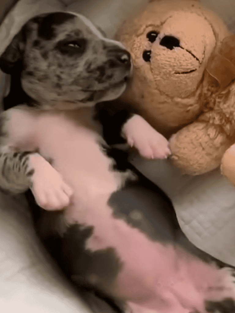 Adorable puppy lying on its back with teddy bear, showcasing comfort and cuteness.