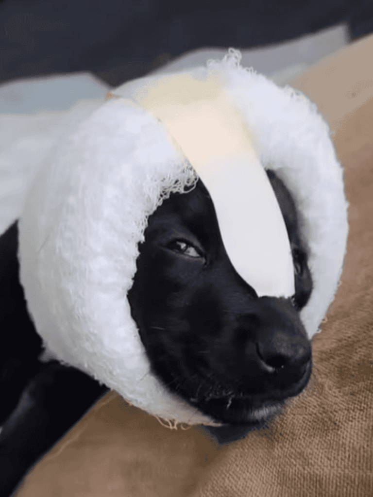 Soft protective headgear for dogs' injuries and post-surgery care.