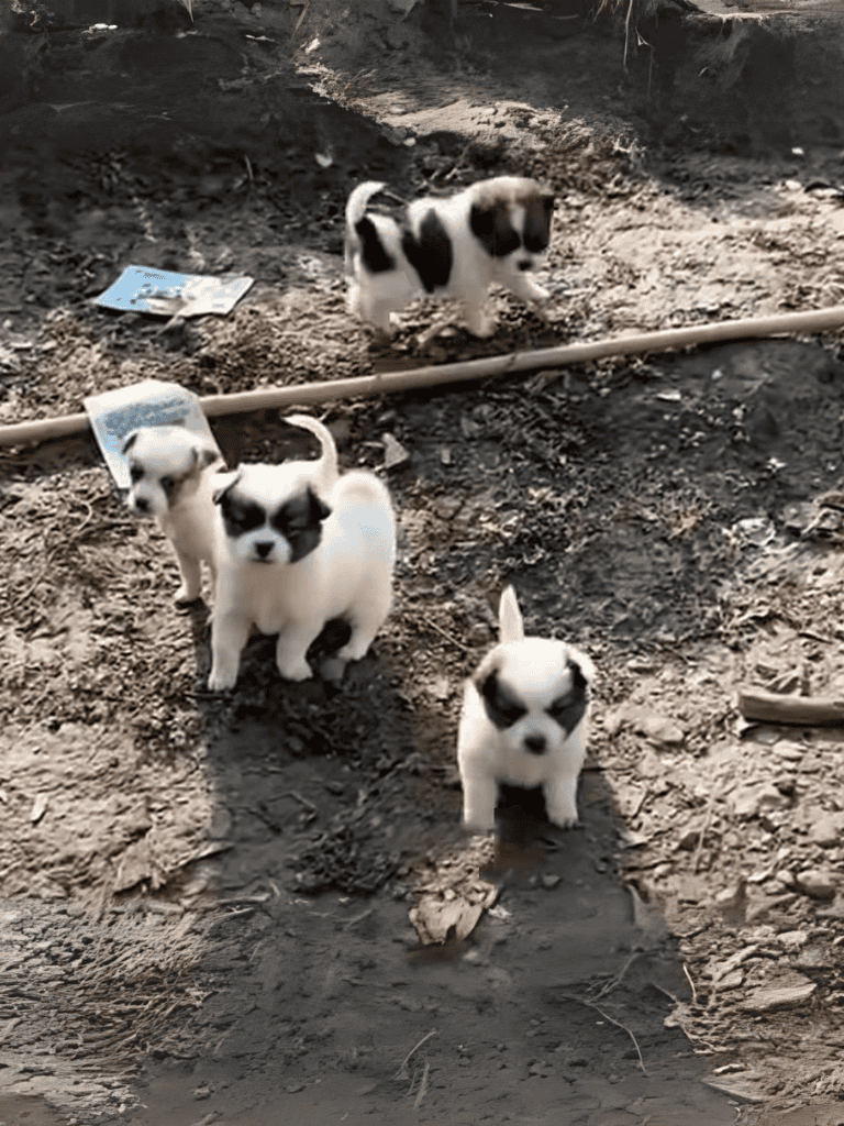 Adorable border collie puppies exploring outdoors in dirt environment. Perfect for dog training and care.