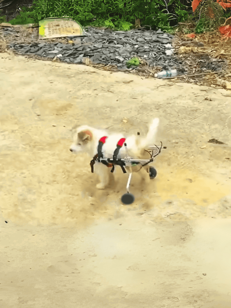 Dog in wheelchair walking outdoors on sandy ground.