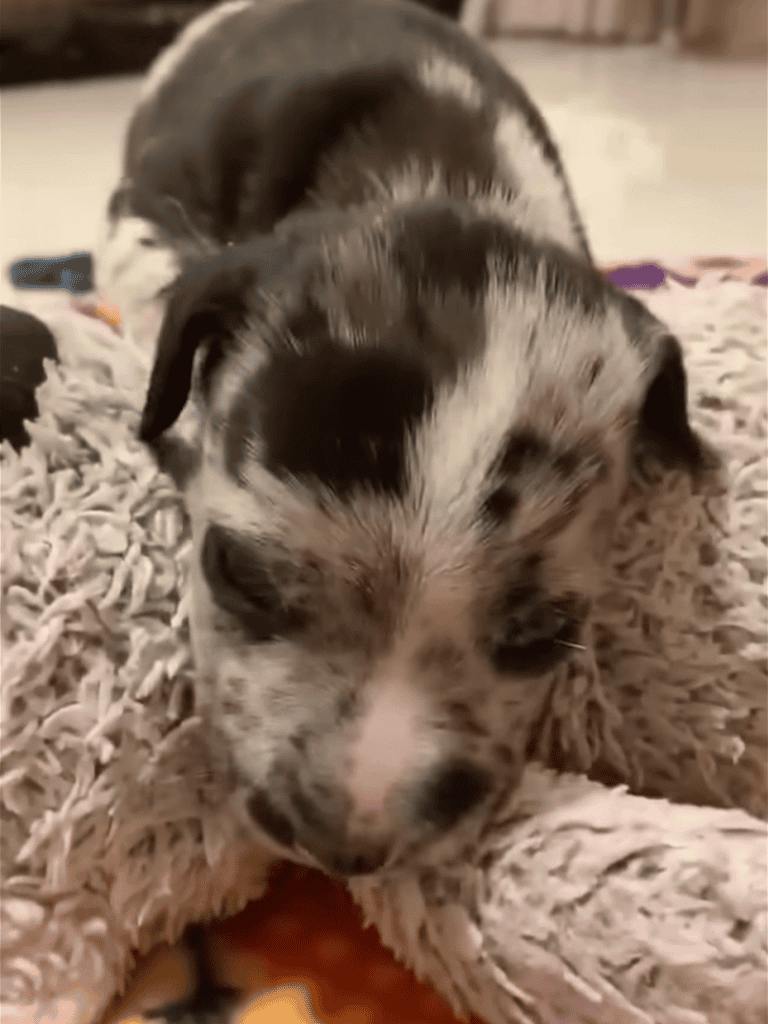 Adorable Australian Shepherd puppy resting on soft shaggy rug. Perfect for pet lovers and dog owners.