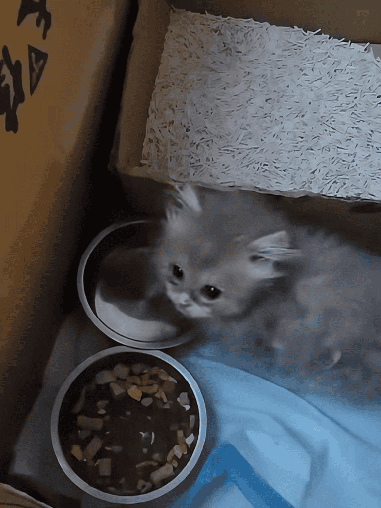 Adorable kitten in litter box with food and water bowls, cozy pet care scene.