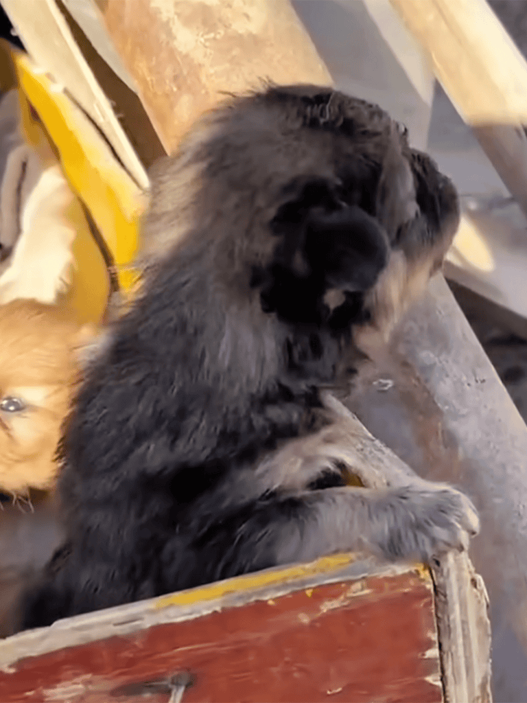 Cute puppy resting in wooden crate outdoors.