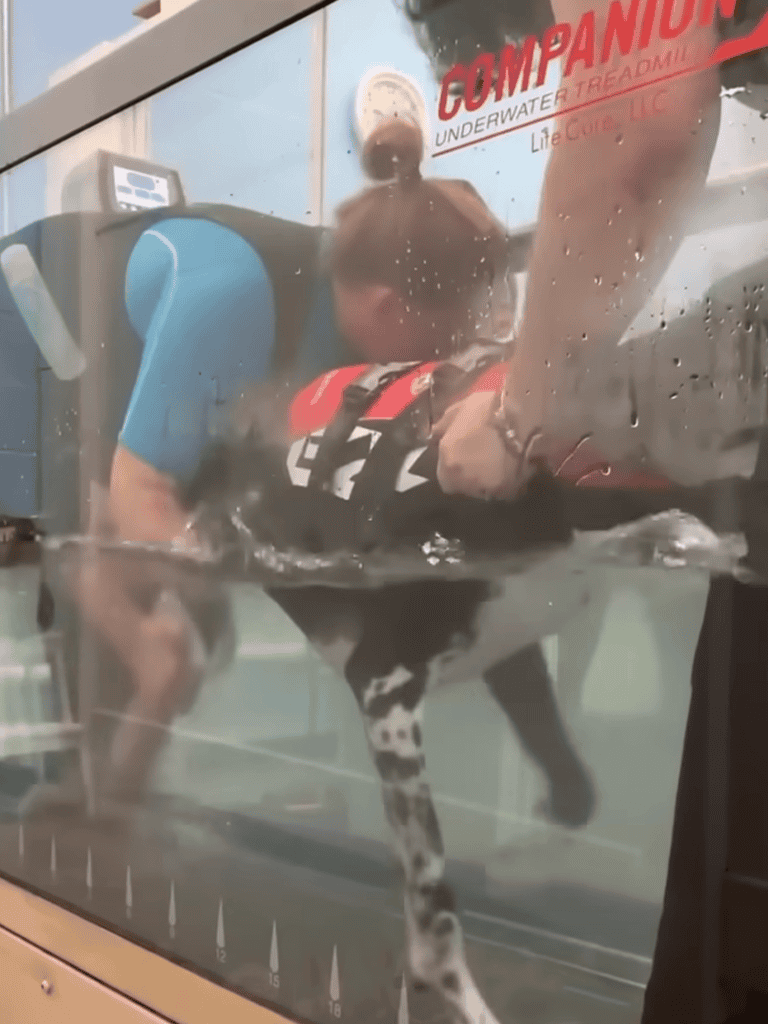 Dog rescue through underwater treadmill therapy session in a veterinary or animal rehab center.