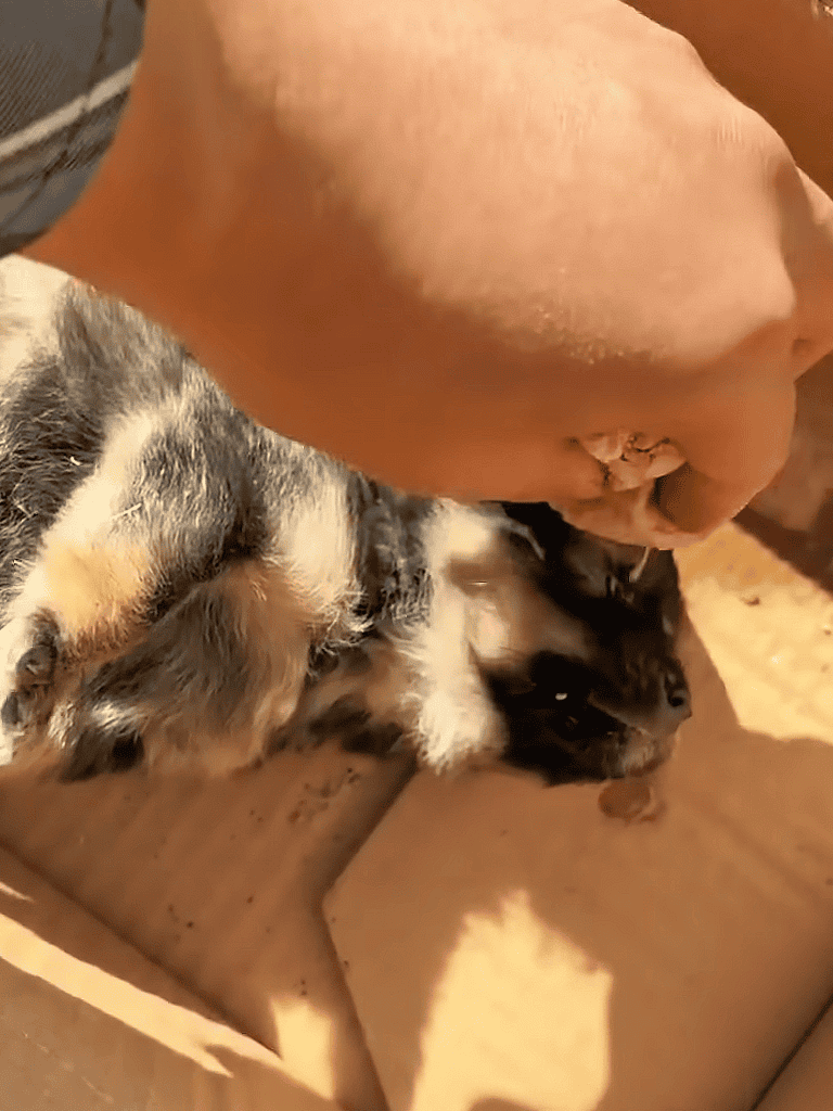 Adorable puppy sleeping on cardboard, relaxing with a gentle hand on its head. Perfect for pet love and dog care content.