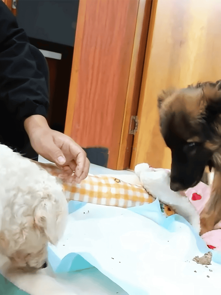Adorable puppies engaging with owner during puppy care session.