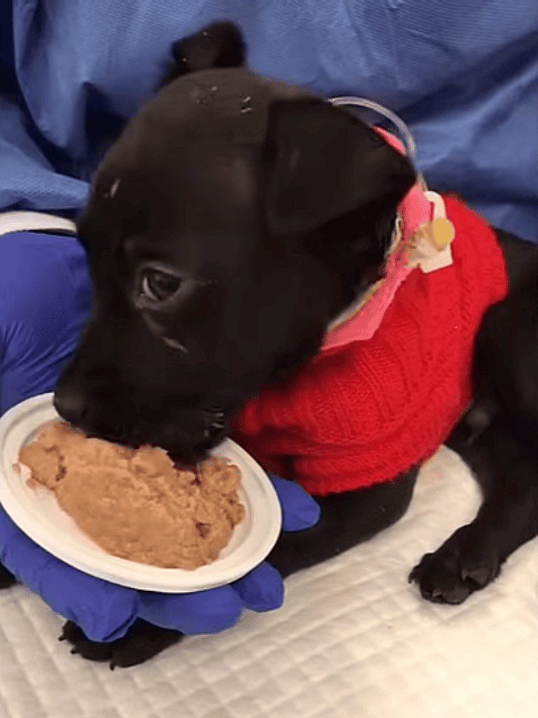 Adorable black puppy in red sweater eating soft dog food.