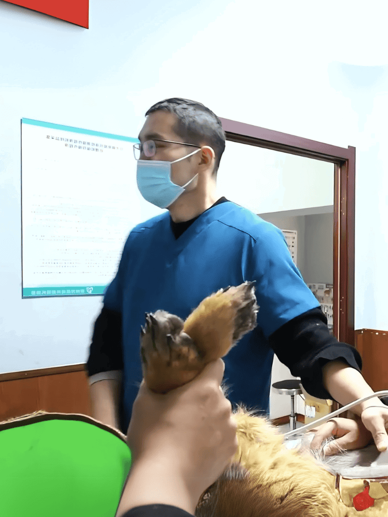 Vet clinic emergency pet care at Dogfix with experienced veterinary team and urgent medical support.
