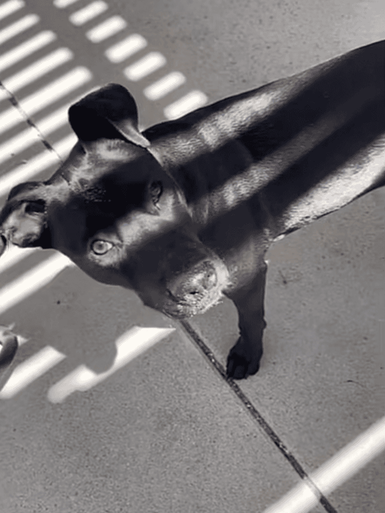 Black dog standing on concrete with shadows.