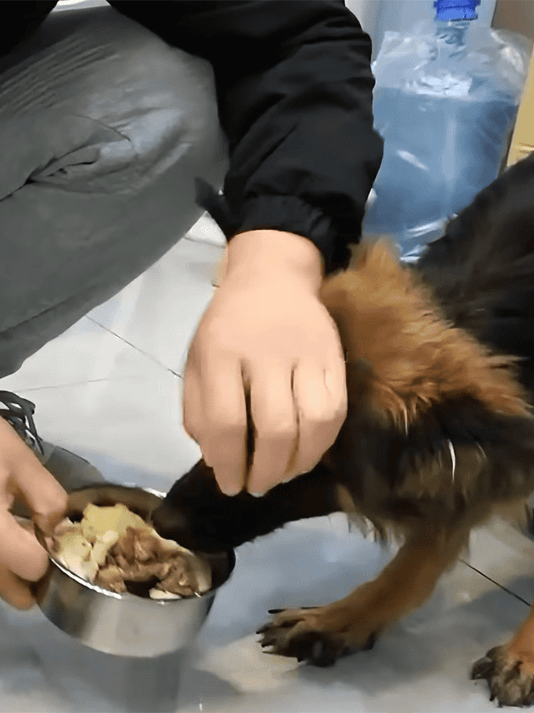 Happy dog enjoying meal.