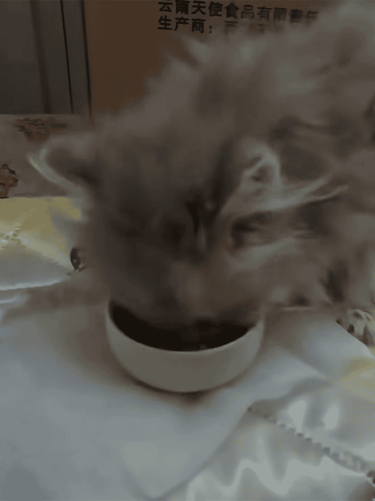 Pet food bowl with cat eating from it, close-up.