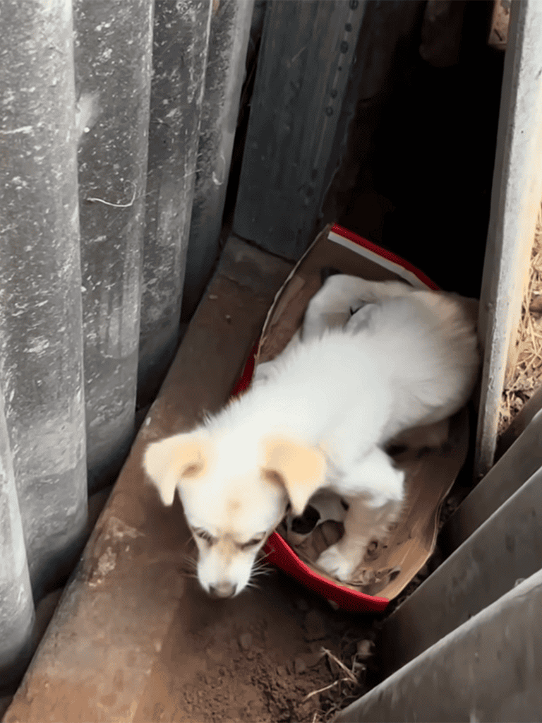 Adorable white puppy relaxing in a small cardboard box in a farm or outdoor environment.