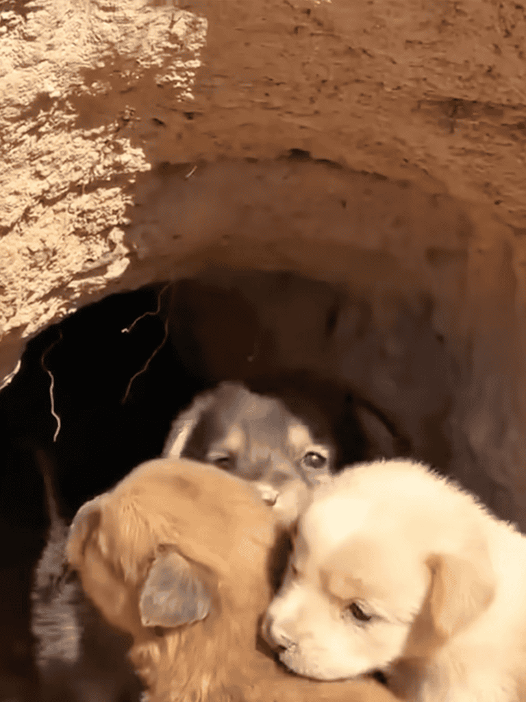 Adorable puppies exploring a dirt tunnel, showcasing playful outdoor dog activities.