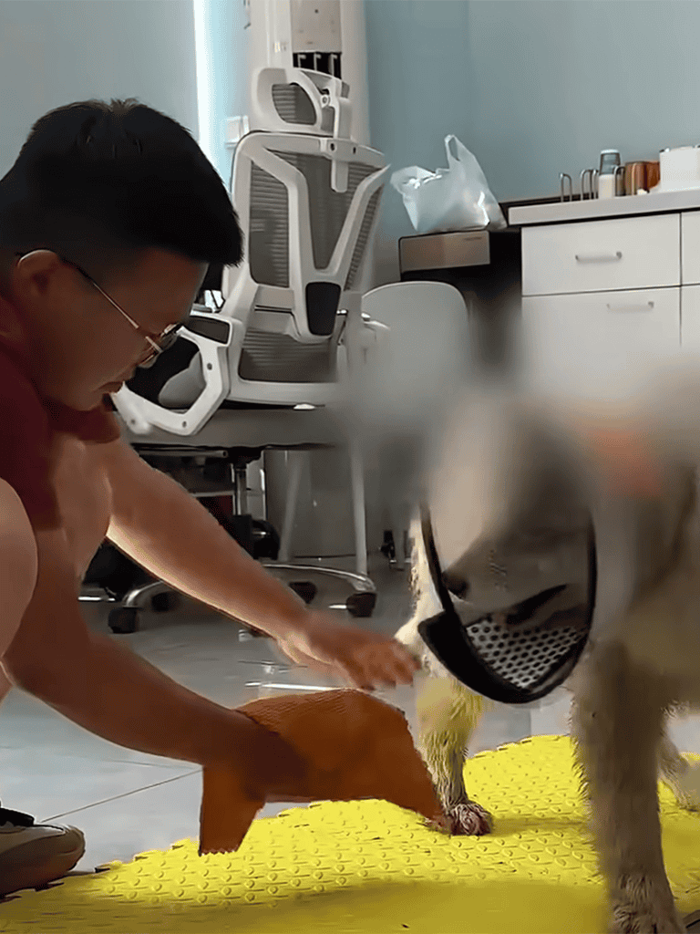 A professional dog grooming session in progress at Dogfix.com.