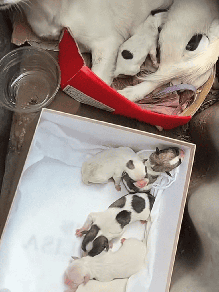 Adorable newborn puppies resting in a box, freshly born and sleeping peacefully, perfect for dog lovers.