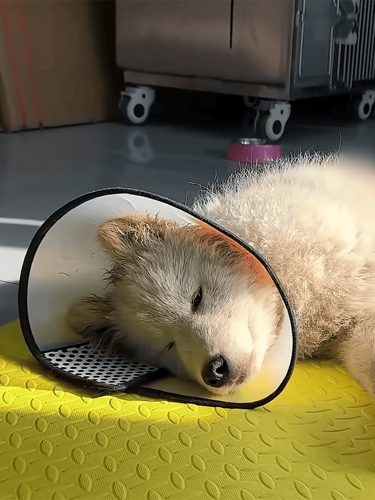 Adorable puppy wearing a protective cone collar, lying on a yellow mat, recovering comfortably.