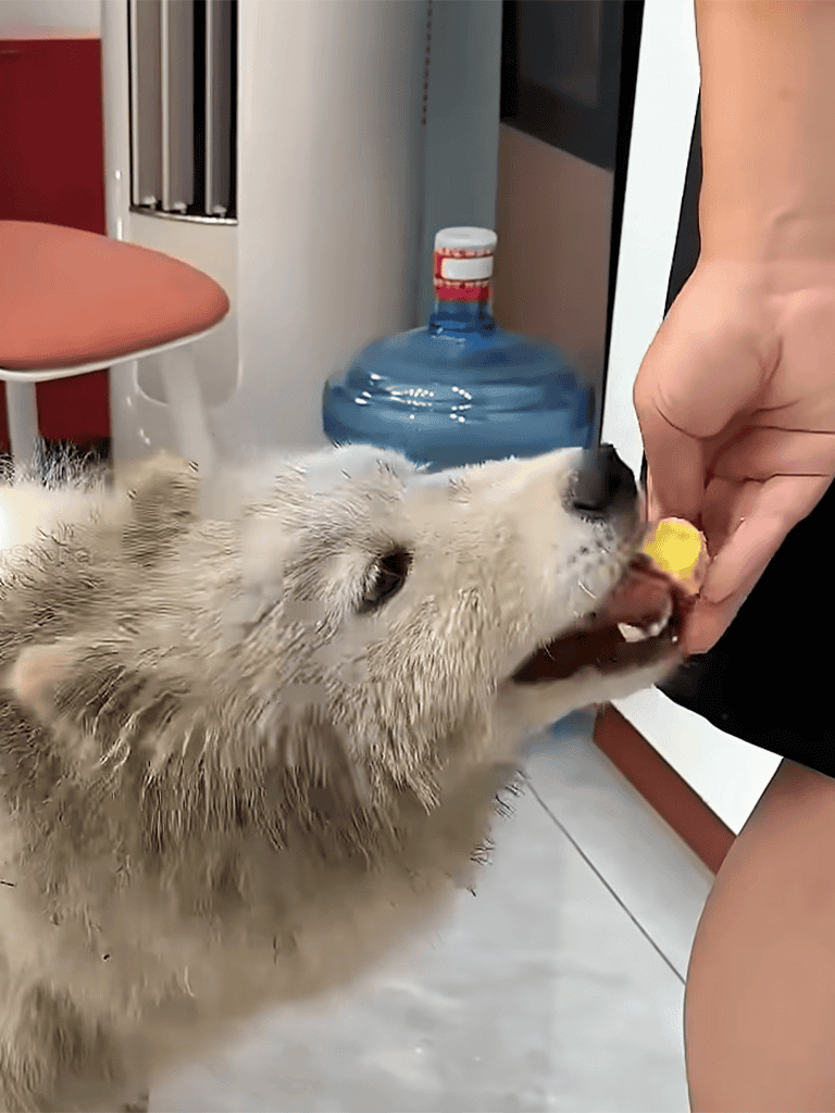 Husky dog eagerly taking treat from hand at home.