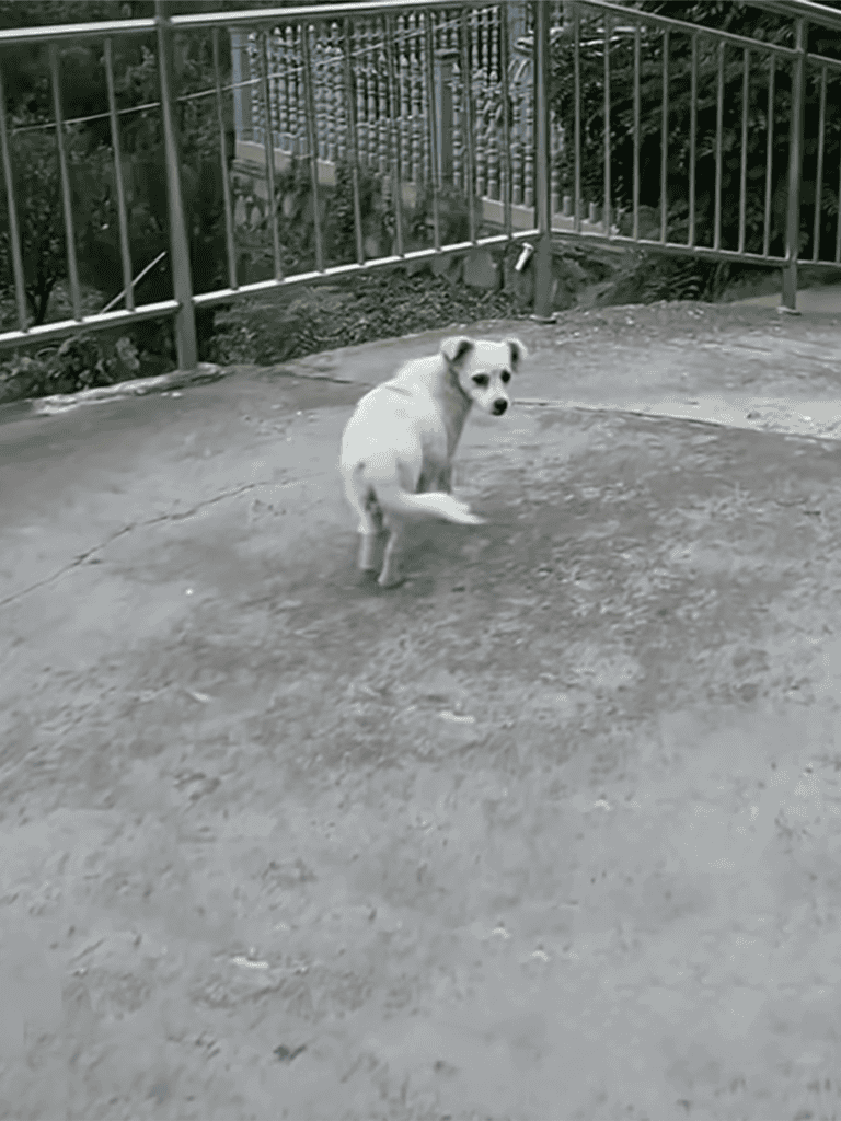 Small dog in outdoor pen, looking back with curious eyes, surrounded by metal fencing.